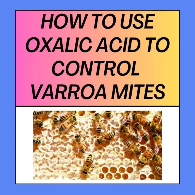 How to Use Oxalic Acid to Control Varroa Mites?