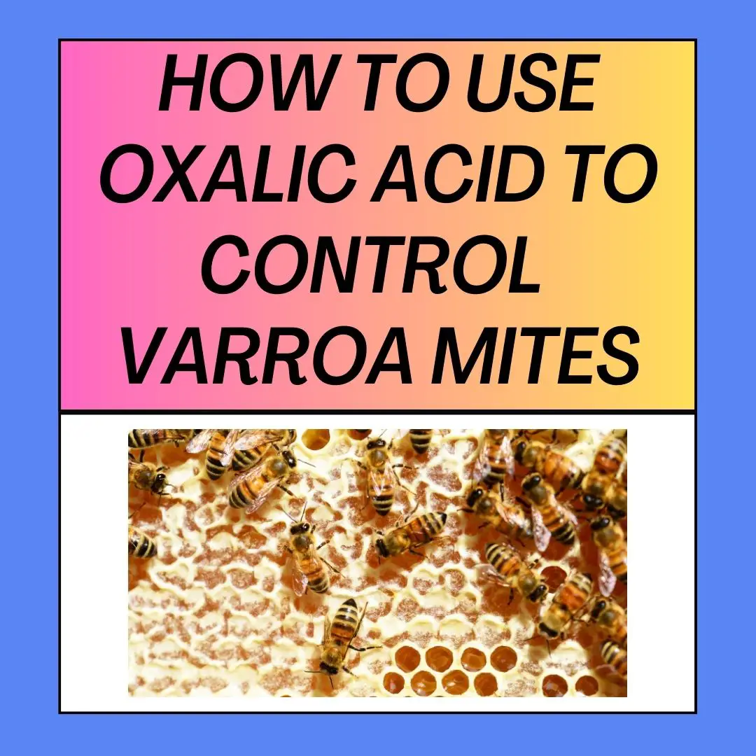 Oxalic Acid to Control Varroa Mites