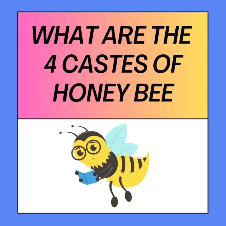 What Are The 4 Castes Of Honey Bee?
