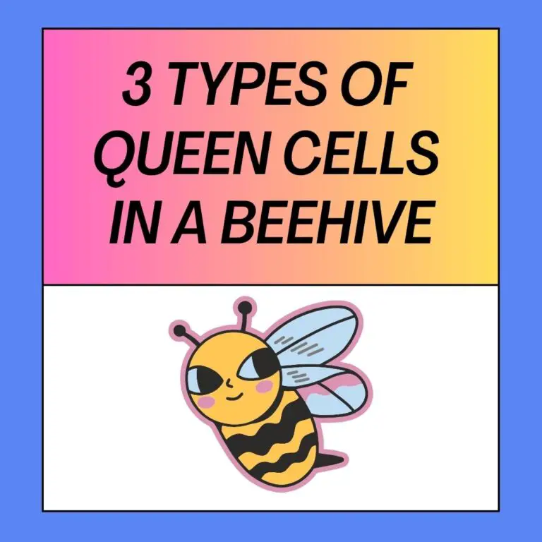 3 Types Of Queen Cells In A Beehive