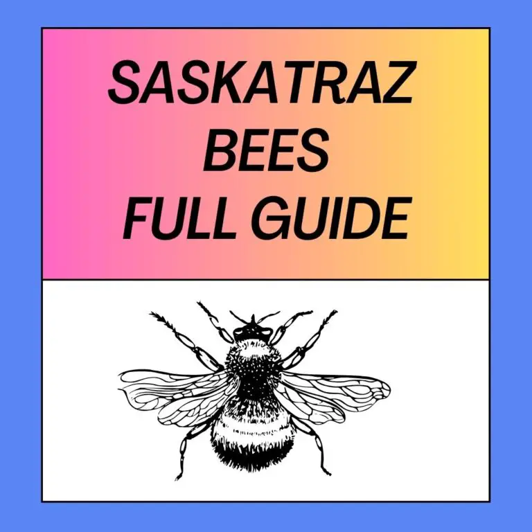 What Are Saskatraz Bees? Complete Guide