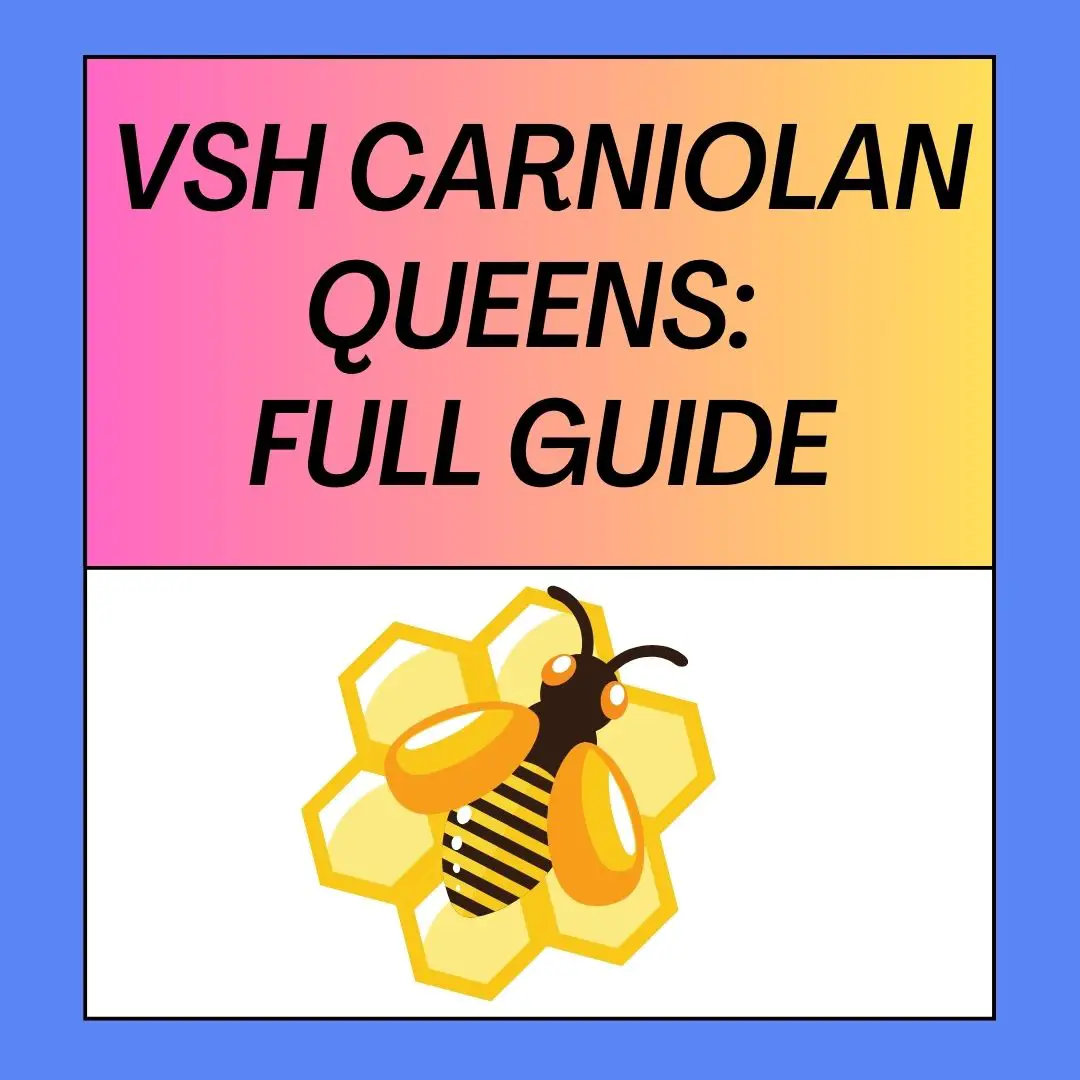 VSH Carniolan Queens