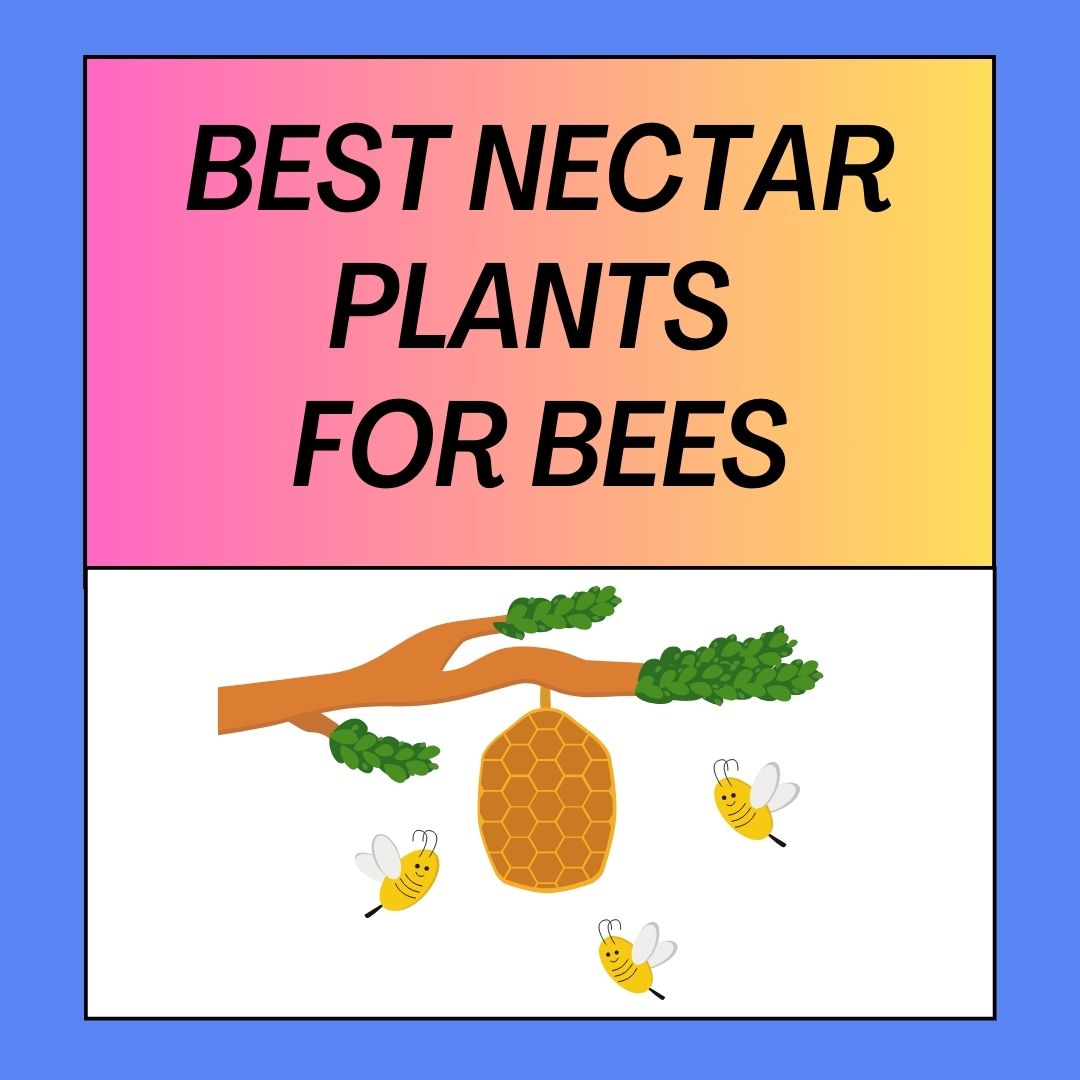 Best Nectar Plants for Bees