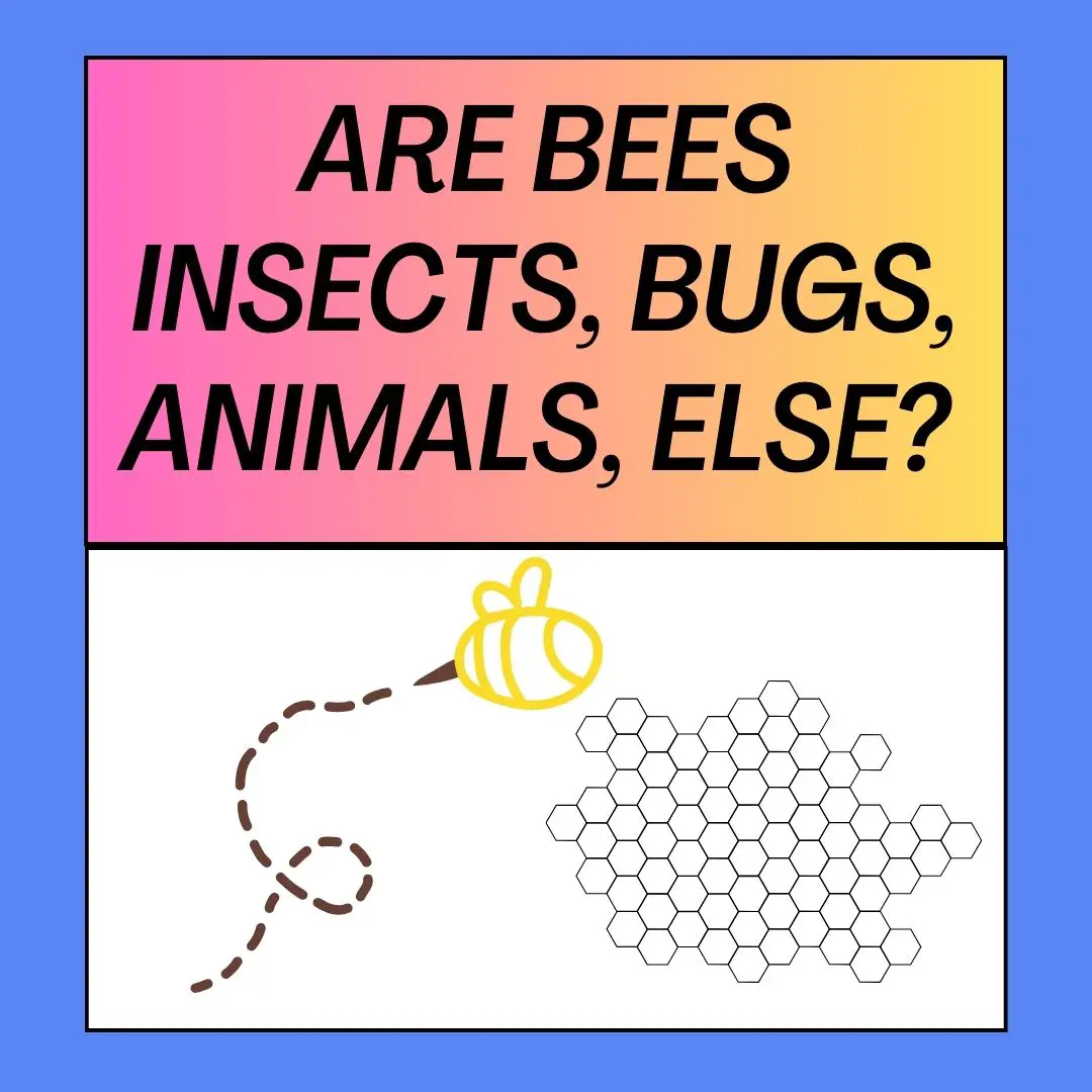 Are Bees Insects, Bugs, Animals, Mammals or Else?