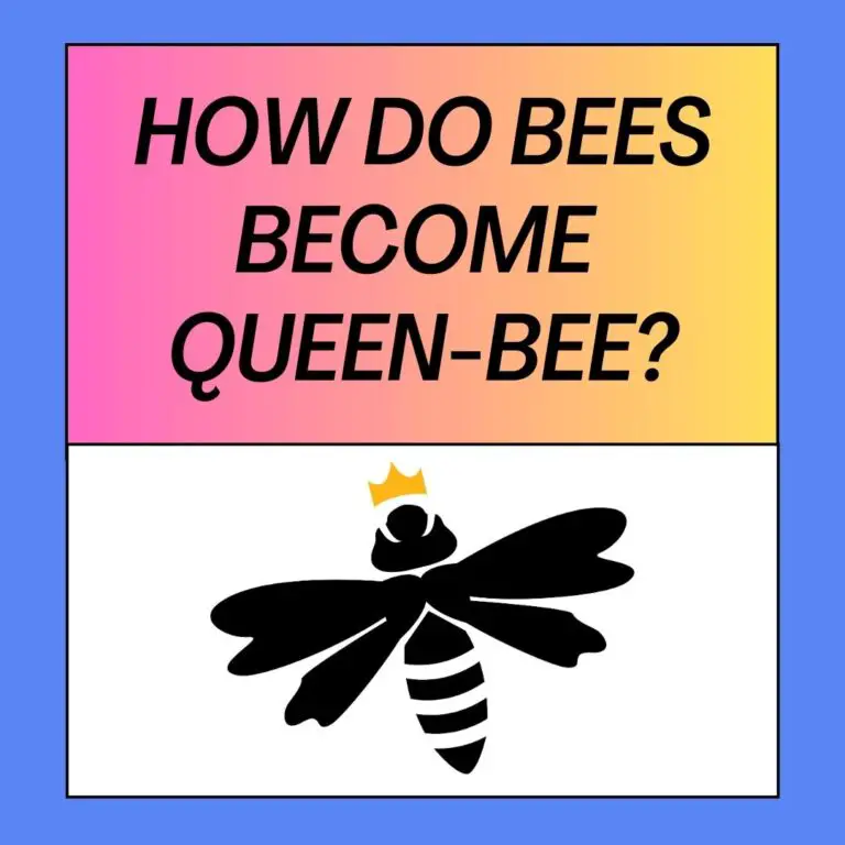 How Bees Become Queens? Queen Bee’s Life Cycle