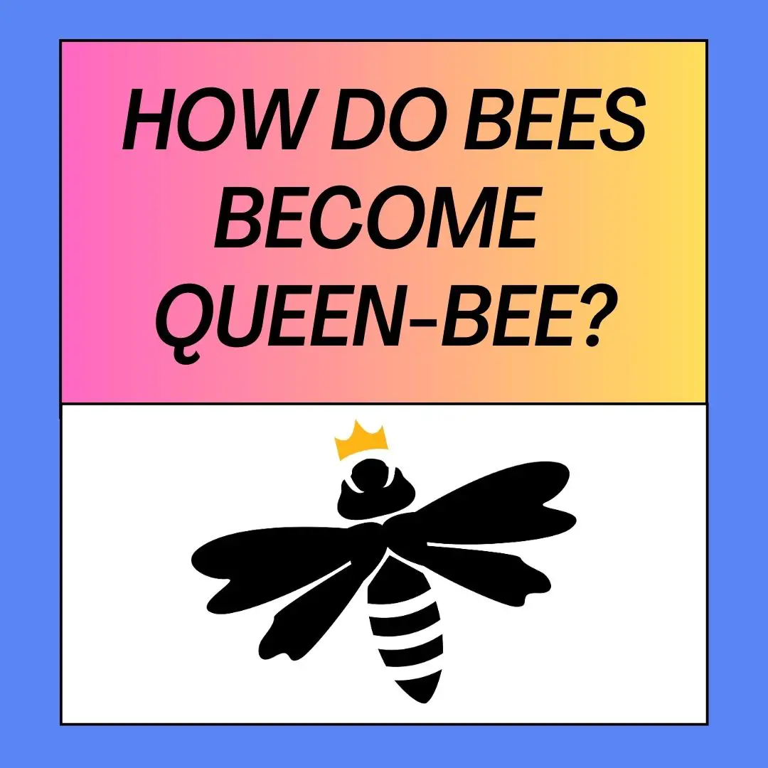 How Bees Become Queens