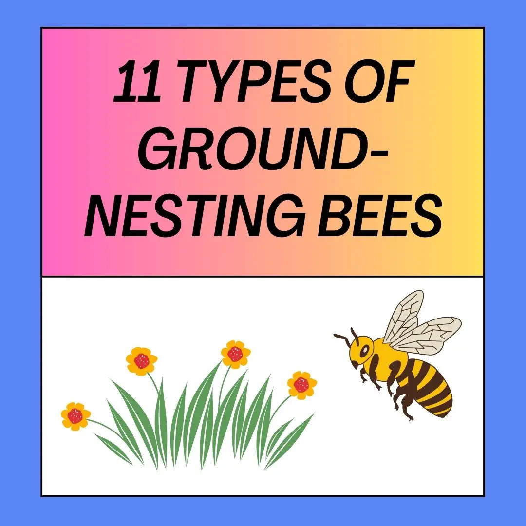 Types of Ground-Nesting Bee