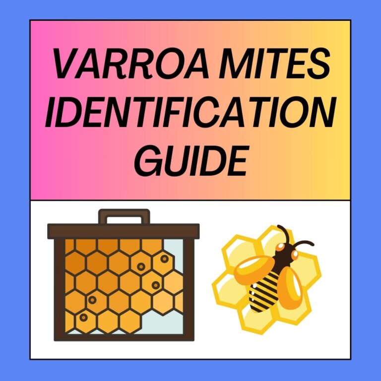 What Do Varroa Mites Look Like? Identification Guide