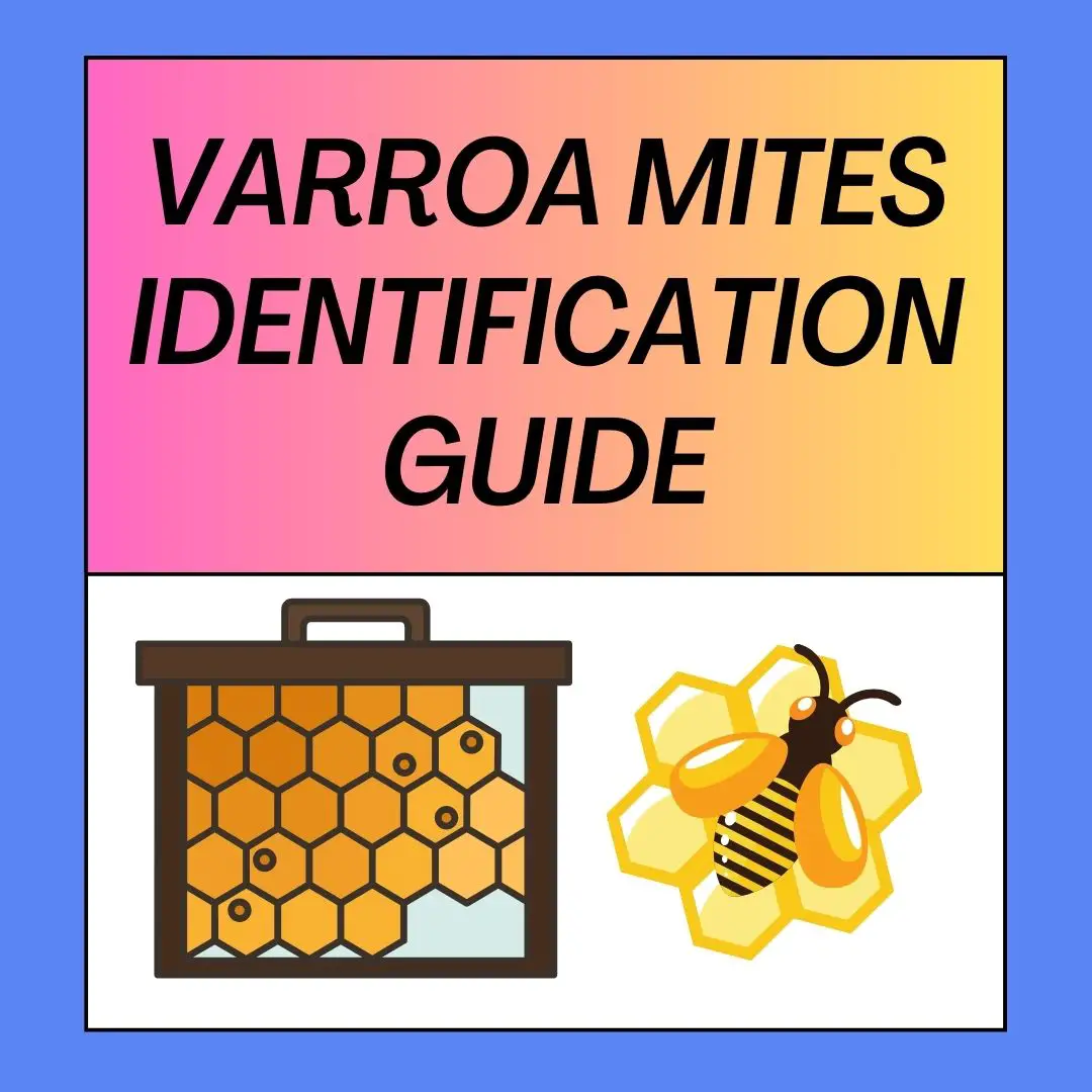 What Do Varroa Mites Look Like