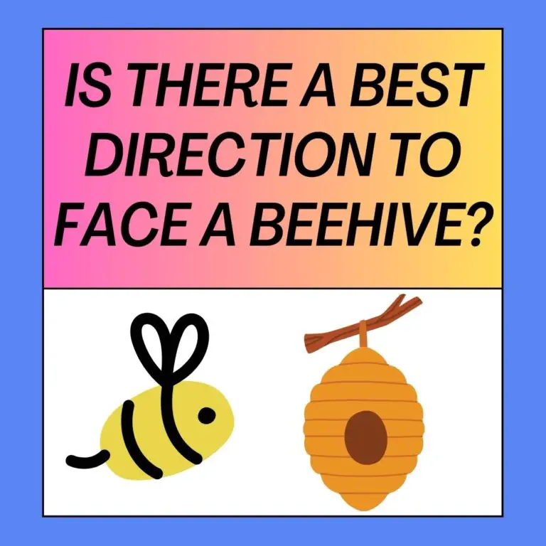 Best Direction To Face A Beehive: [Location And Orientation]