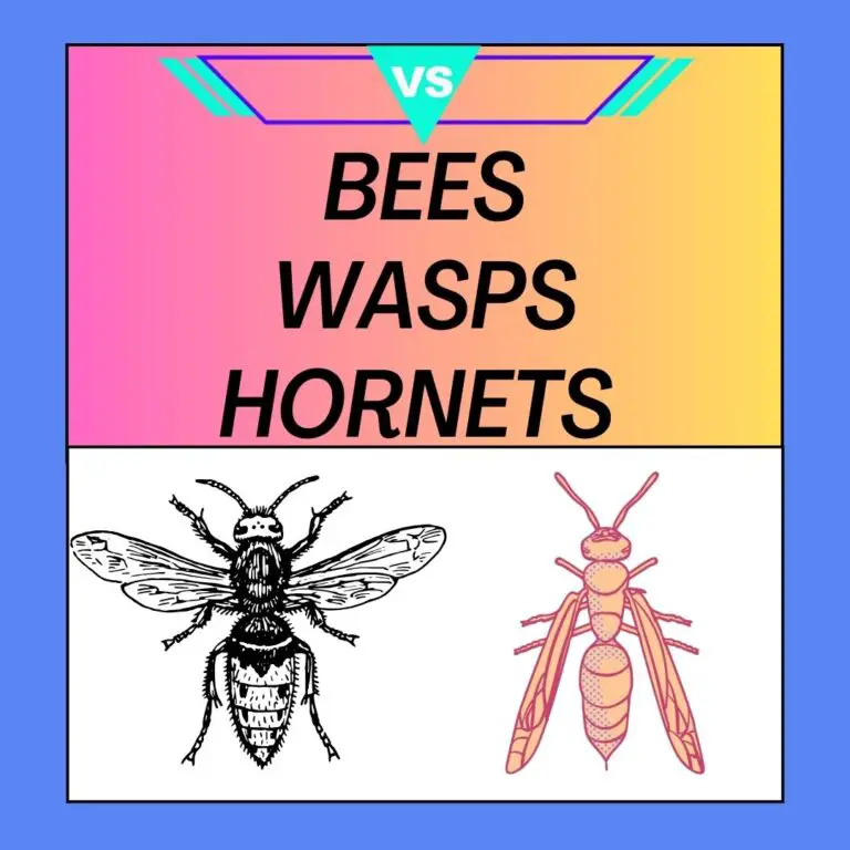 Bees Vs Wasps Vs Hornets: Whats the Difference?
