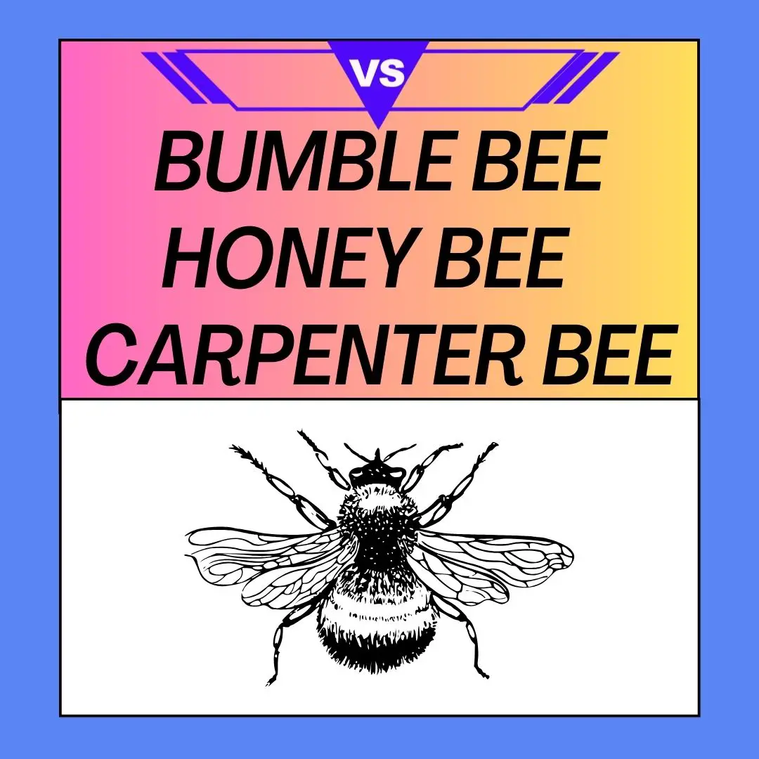 Bumble bee vs Honey bee vs Carpenter bee