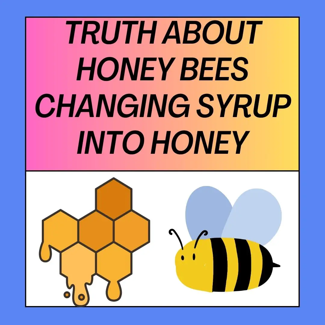 Can Bees Make Honey From Sugar Water