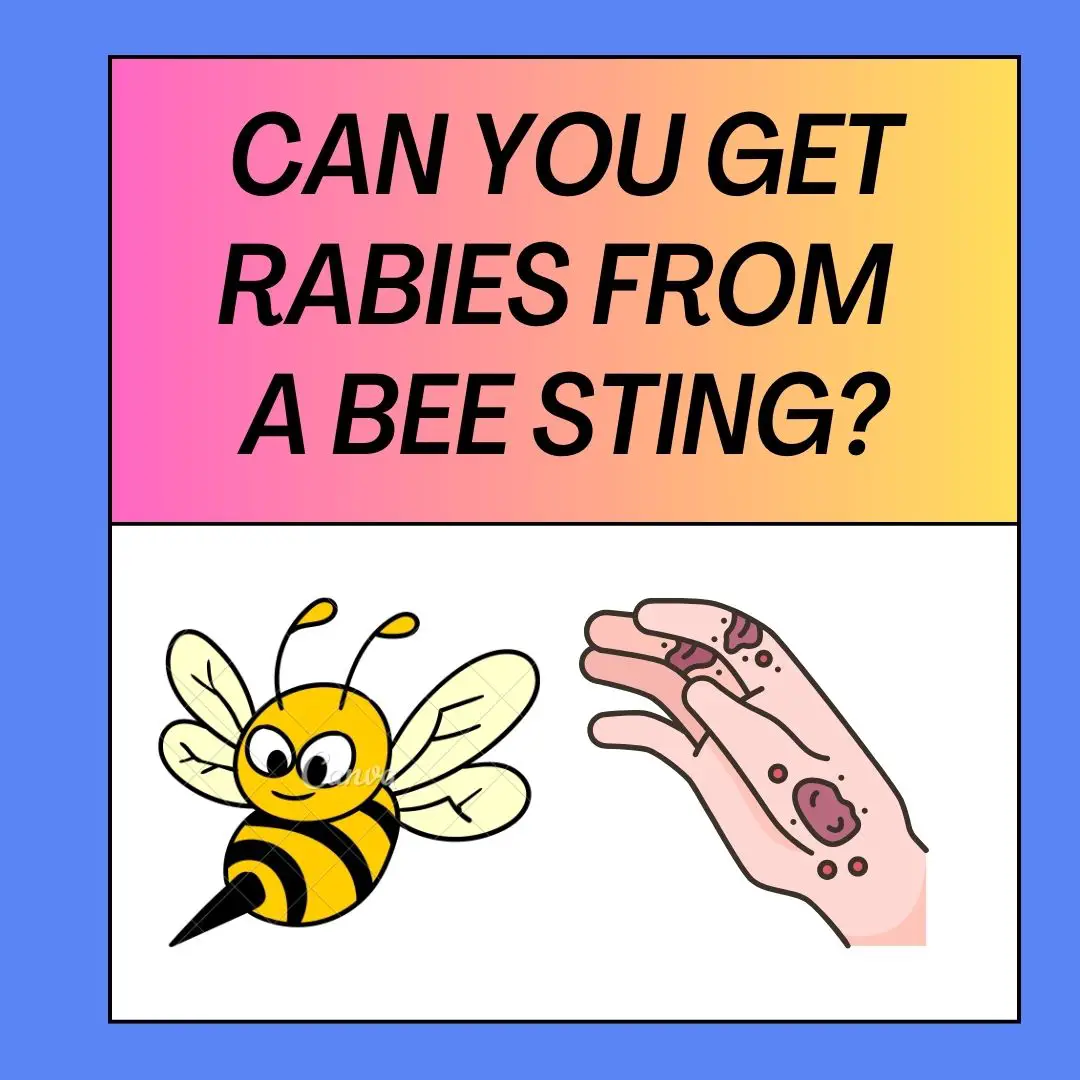 Can You Get Rabies From A Bee Sting?
