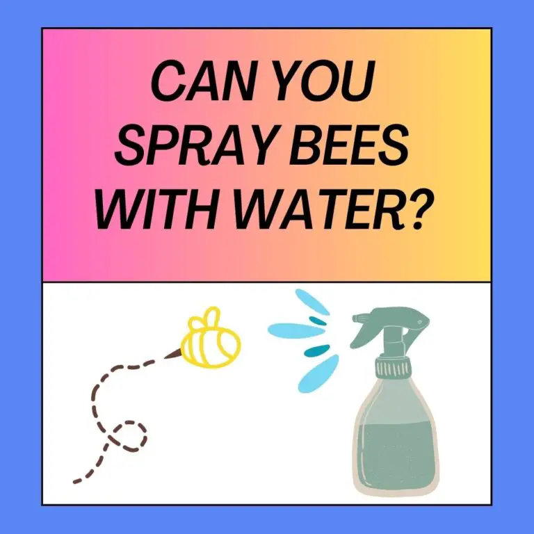 Can You Spray Bees With Water? [Pros, Cons and Alternatives]