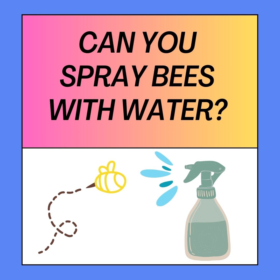 Can You Spray Bees With Water?