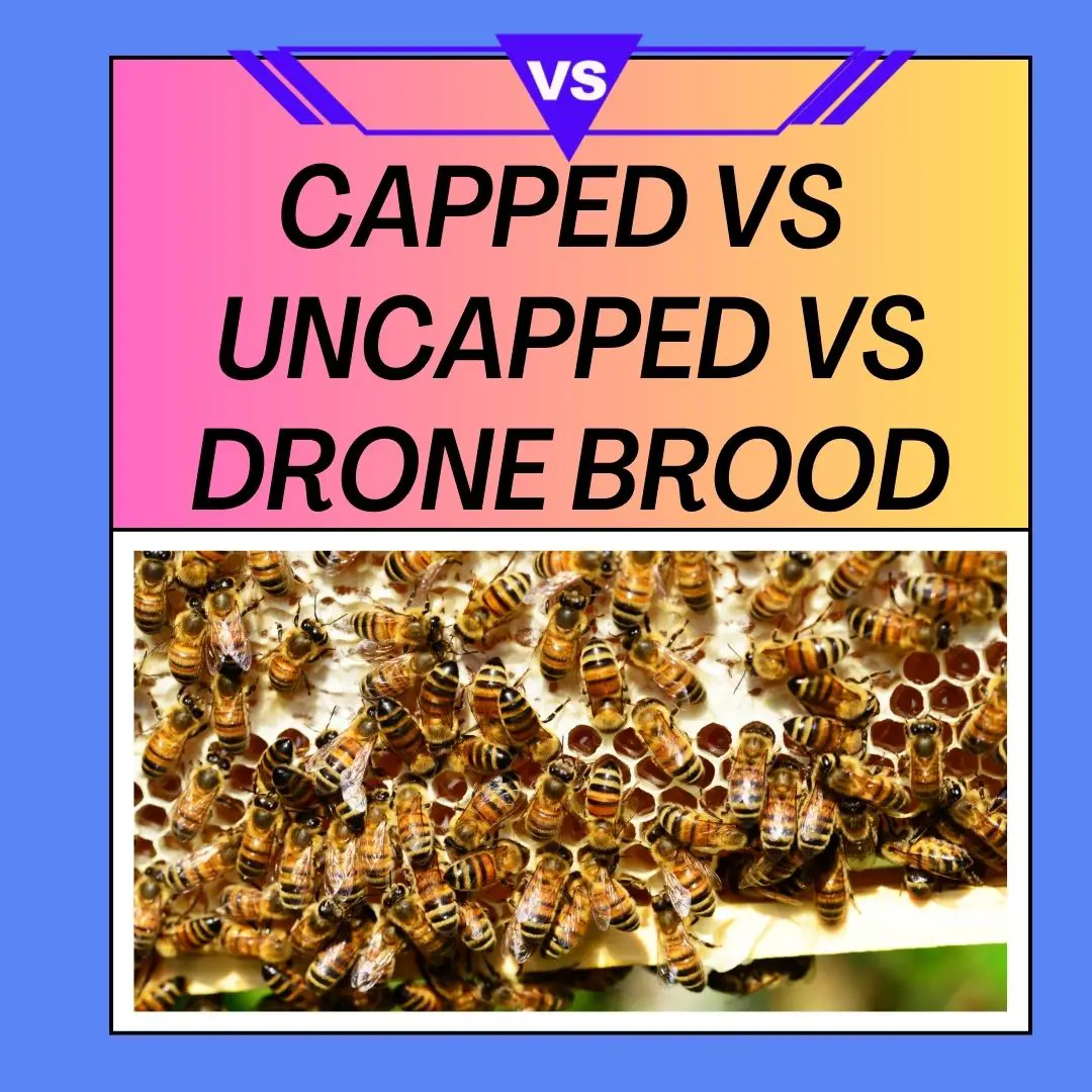 Capped Honey Vs Capped Brood Vs Drone Brood