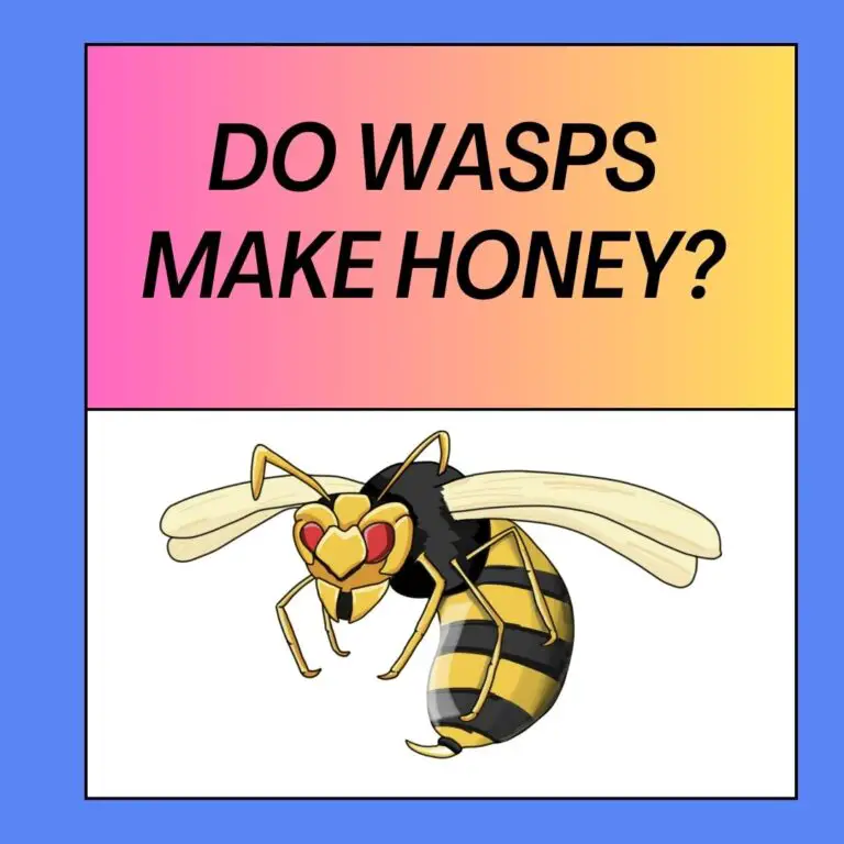 Do Wasps Make Honey? 5 Ways Wasps Consume Food
