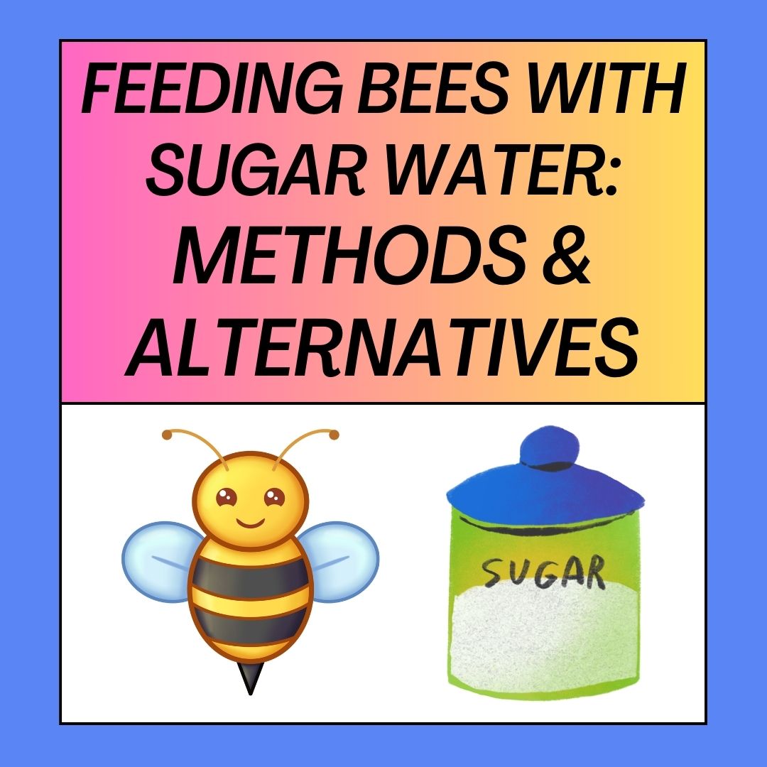 Feeding Bees with Sugar Water