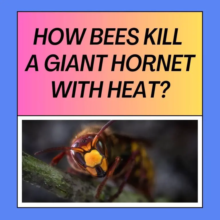 How Do Bees Kill a Giant Hornet With Heat?