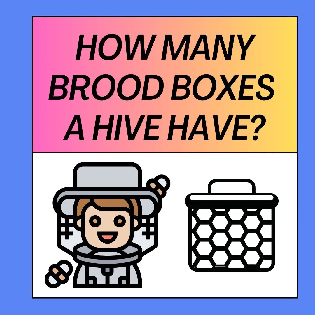 How Many Brood Boxes Should A Hive Have