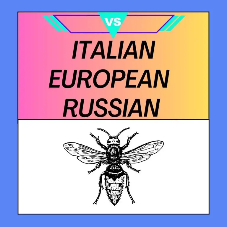 Italian Bees vs European Bees vs Russian Bees: Exploring the Differences