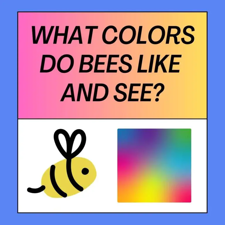 What Colors Do Bees Like and See?  Bee’s Color Spectrum