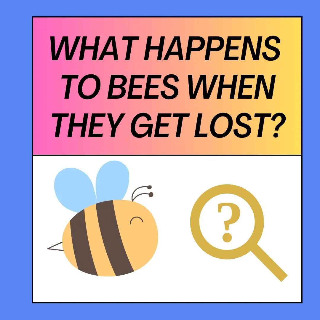 What Happens To Bees When They Get Lost?