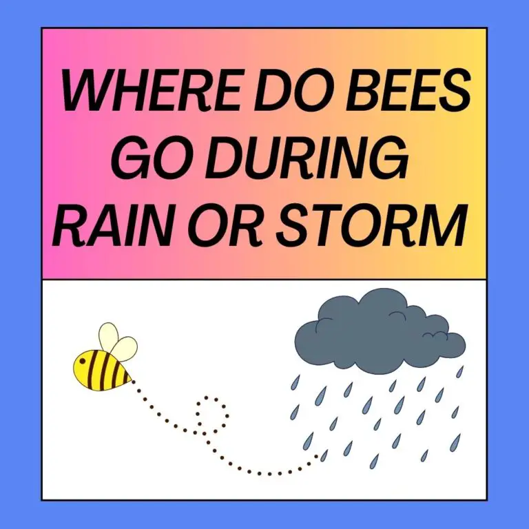 Where Do Bees Go When It Rains? 4 Places of Refuge