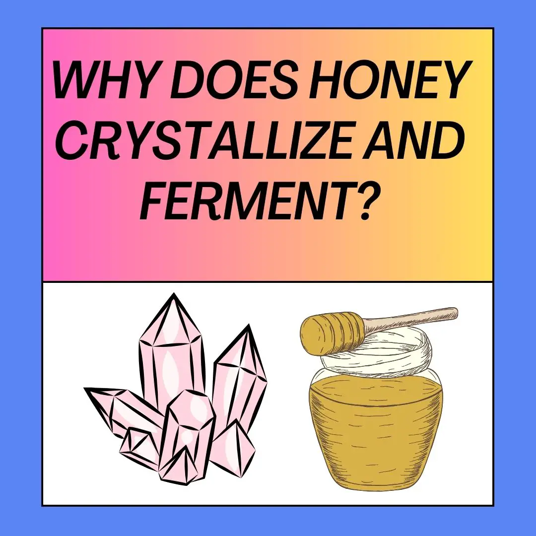 Why Does Honey Crystallize and Ferment