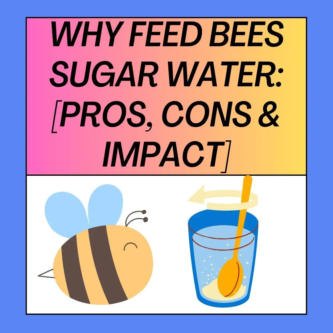 Why Feed Bees Sugar Water [Pros, Cons and Impact