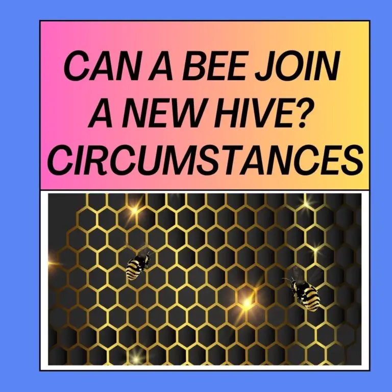Can A Bee Join A New Hive?