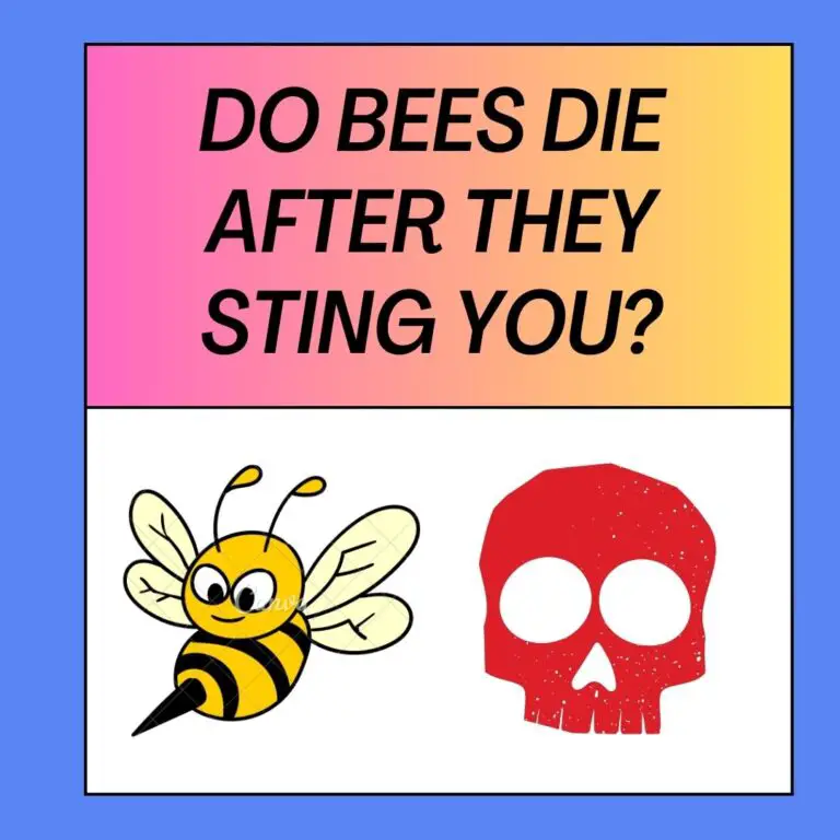 Do Bees Die After They Sting You? If Yes Why?